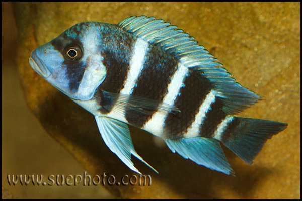 Cyphotilapia gibberosa 'Kakwele'